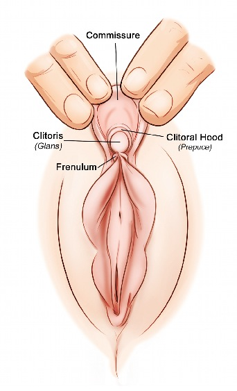 Clitoris Pleasure: All About Clitoris